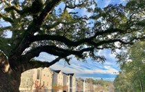 Photo of The Boulevard at Tallahassee