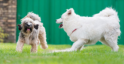 Even if your dog is a mix of multiple breeds, it may still land on an apartment's restriction list. Even if your dog is a mix of multiple breeds, it may still land on an apartment's restriction list.