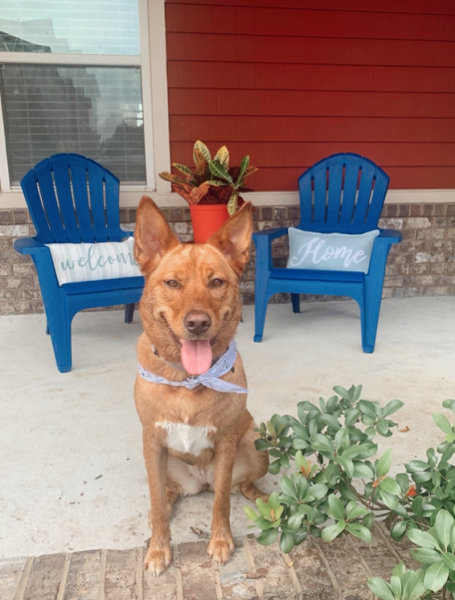Tallahassee Pet Rent Tallahassee Pet Rent